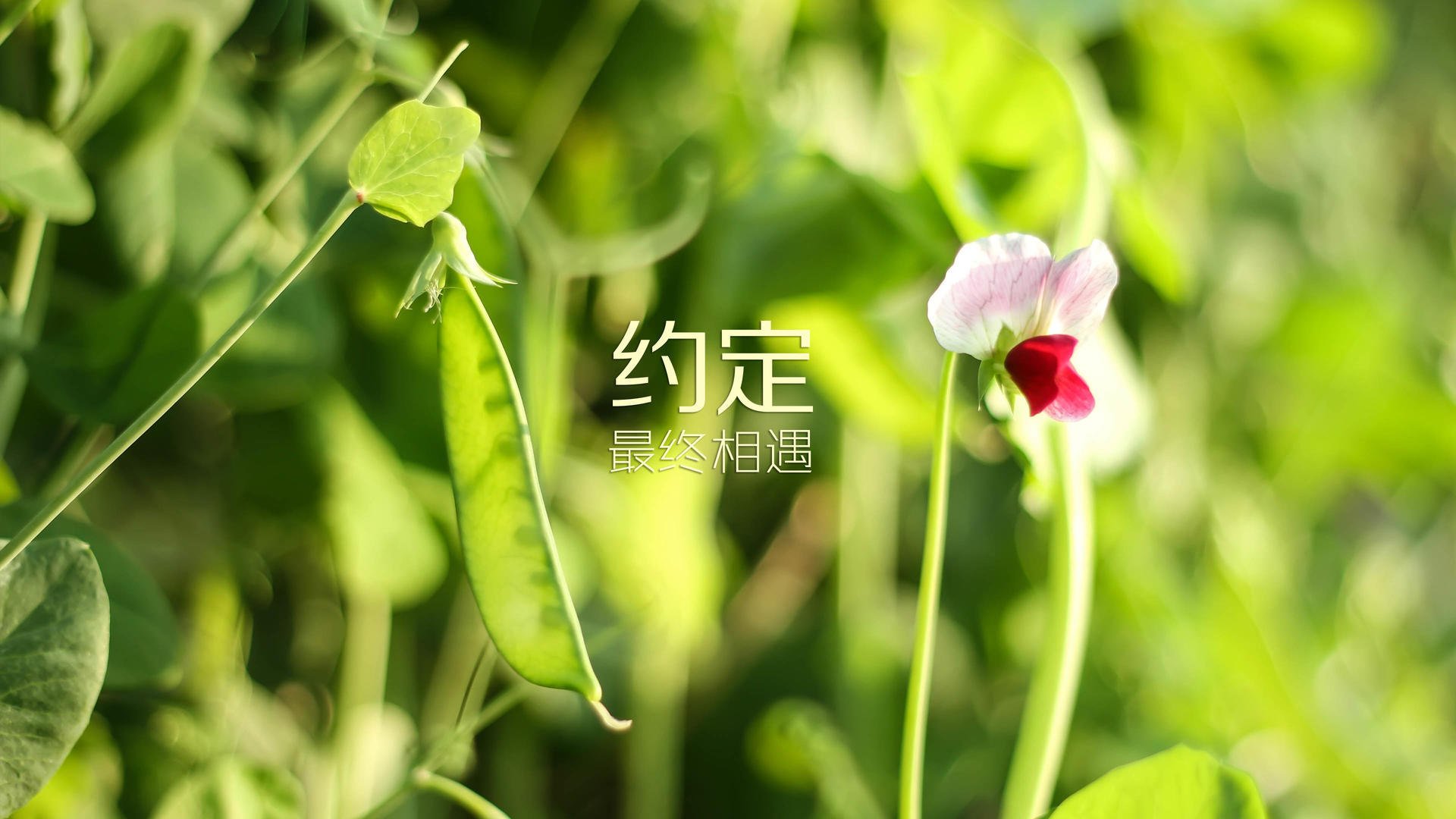 【比赛前瞻】顶尖运动员如何设计战术布局以应对不同对手？，运动员战术能力构成