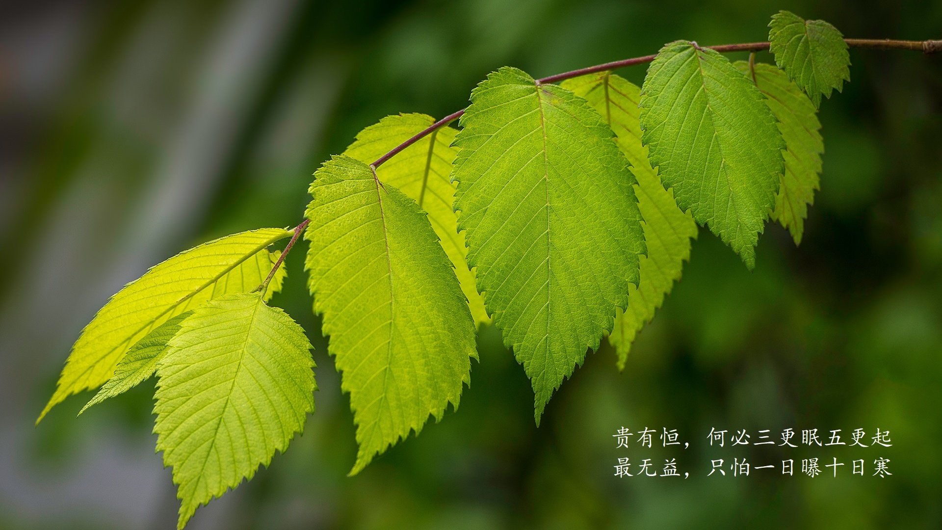 九游游戏中心-重庆队在近期比赛中发挥出色，实力稳步提升，重庆队阵容